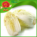 fresh chinese cabbage